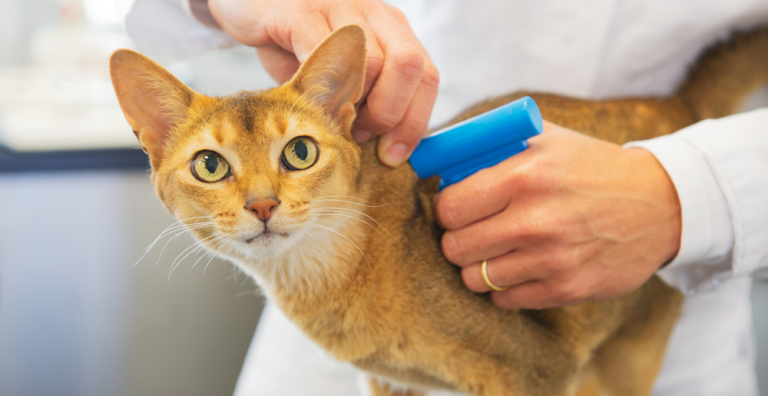 Microchip per Gatti: Importanza, Inserimento e Normative Regionali in Italia