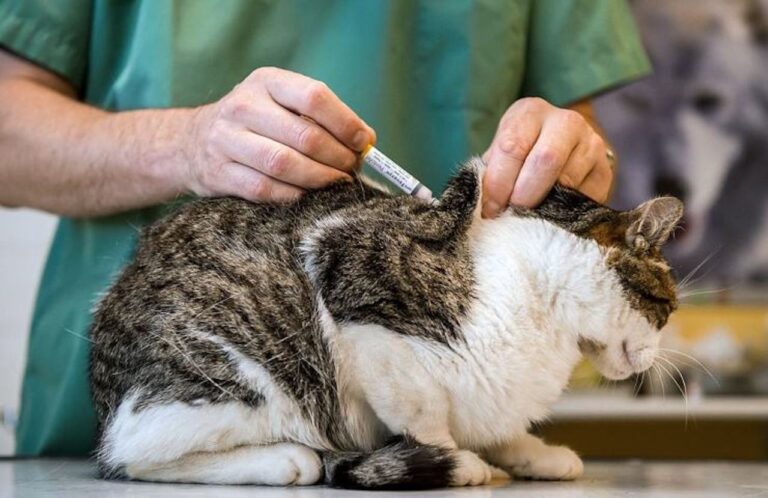 Guida ai Vaccini per Gatti: Obbligatori e Facoltativi