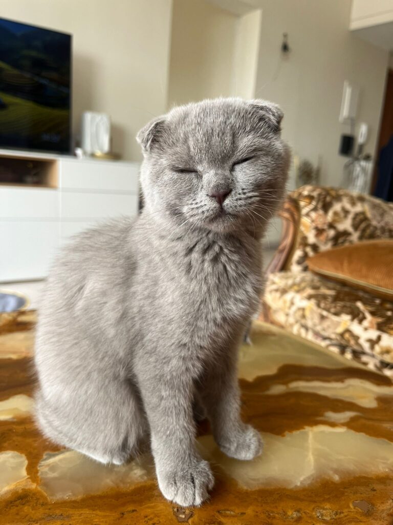 Gatti Scottish Fold: Caratteristiche, Curiosità e Bellezza Unica