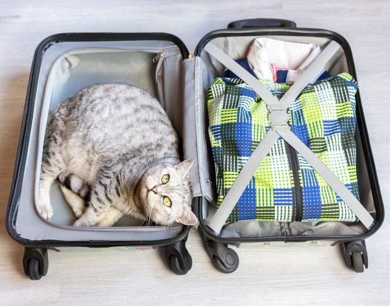 Guida Completa per Viaggiare con il Tuo Gatto: Consigli e Pratiche Efficaci per Ridurre lo Stress