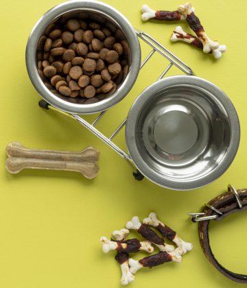 top-view-pet-accessories-still-life-with-water-food-bowls